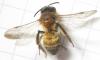Andrena synadelpha
